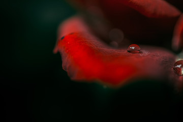 dew drop close-up on a red rose petal on a dark background. Rose petals close-up. Holiday greetings concept