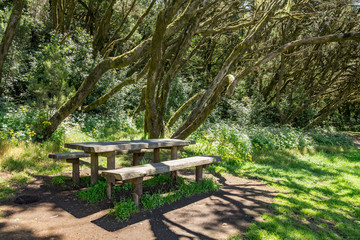 Benches and big wooden table for feast surrounded by young green grass in the barbecue area in the unique relict forest of National Park. Laguna Grande, La Gomera, Canary Islands