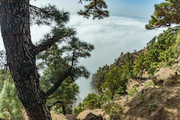 Obraz premium Mirador de Las Playas located in pine tree forest on El Hierro island. Spectaculate views from the point above the clouds. Canary islands, Spain