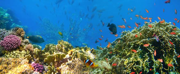 Fototapeta na wymiar Underwater world. Coral fishes of Red sea.