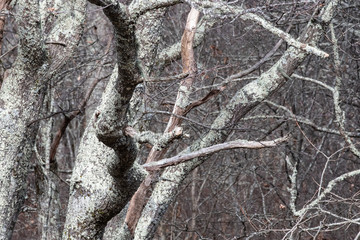 Lichen Covered Forest as If Existing in a Fantasy World