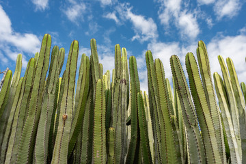 cactus in the desert