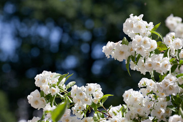 Many flowers jasmine in spring garden