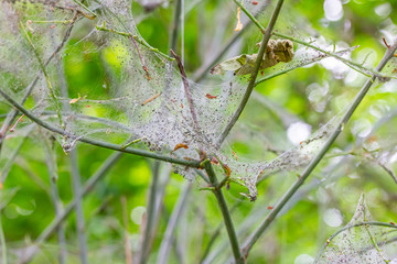 Das Netz von Gespinstmotten an einem Baum