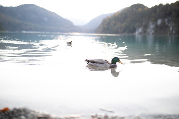 Enten auf einem Bergsee