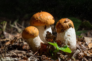 Leccinum aurantiacum. Red capped scaber stalk is a wild fungus. Orange, red mushroom, natural...