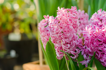 Pink common hyacinth, garden hyacinth, Dutch hyacinth with space for text