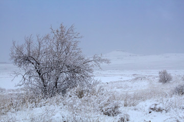 snowy open field
