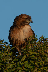 Extremely close view of a red-tailed hawk, seen in the wild in  North California 