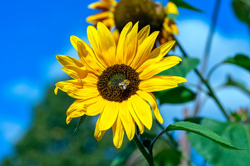 Obraz premium Helianthus annuus known as the common sunflower