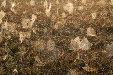 Cobweb and morning dew. Shining water drops on spiderweb, natural background