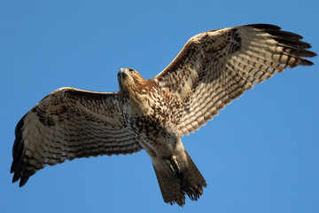 Red-tailed hawk flying, seen in the wild in  North California 