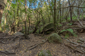 Relict forest on the slopes of the mountain range of the Garajonay National Park. Giant Laurels and Tree Heather along narrow winding paths. Paradise for hiking. Travel postcard. La Gomera, Spain.