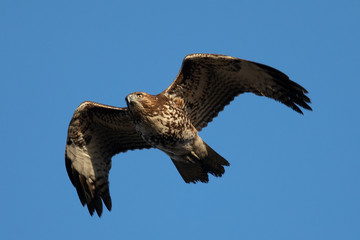 Red-tailed hawk flying, seen in the wild in  North California 