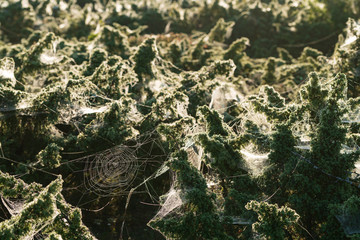 Cobweb and morning dew. Shining water drops on spiderweb, natural background
