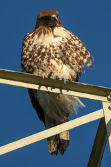 Red-tailed hawk perched on a transmission tower, seen in North California