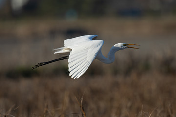 Great egret flying while opening his beak, seen in the wild in a North California marsh