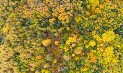 Fototapeta premium Forest in autumn colors. Red, yellow, orange, green colored deciduous trees in fall. Harimägi, Estonia, Europe