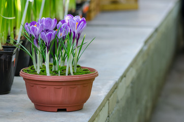 Garden flower pot with spring crocuses in greenhouse - Powered by Adobe