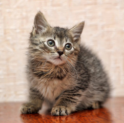fluffy kitten, brown with gray