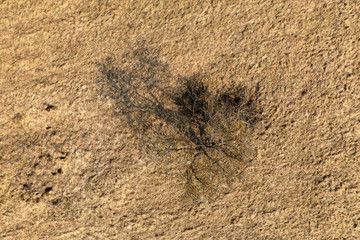 A single tree in spring colors. Colored deciduous tree in golden sunlight. Rabivere, Estonia, Europe