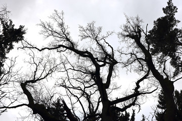 Stark bare tree branches silhouetted against a winter sky