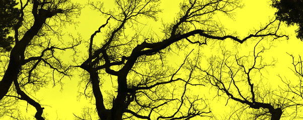 Stark bare tree branches silhouetted against a winter sky. Banner.