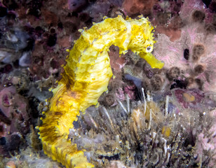 A Yellow Seahorse (Hippocampus kuda)