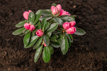Rhododendron flower on soil ground