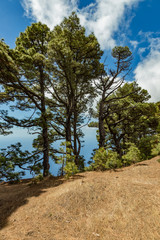 Mirador de Las Playas located in pine tree forest on El Hierro island. Spectacular views from the point above the clouds. Canary islands, Spain