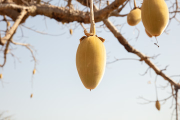 Nachaufnahme einer Frucht des afrikanischen Baobab (Affenbrotbaum) 