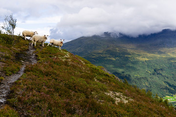 Landscape with four sheep freely grazing on hills with cowberry in Norway on a cloudy day. Hills in...