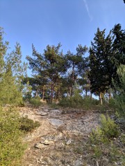 landscape with trees,sky