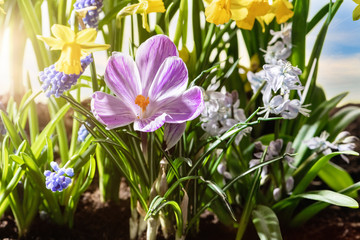 garden of of blooming various flowers in springtime