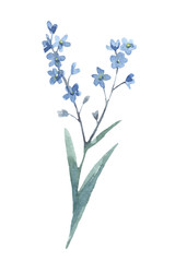 Forget-me-not flower. Cute watercolor illustration on a white background. Shades of blue
