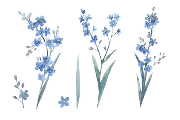Set of forget-me-nots. Cute watercolor illustration isolated on white background. Elements for...