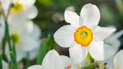 Narcissus flower with space for text. Narcissus daffodil flowers - obrazy, fototapety, plakaty