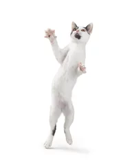 Foto op Aluminium Funny Playful Cat Standing Dancing © adogslifephoto