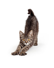 Funny Kitten Stretching Looking Forward