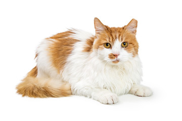 Orange and white cat lying looking at camera