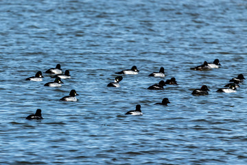 Flock of common goldeneye on lake Michigan. Natural scene from Wisconsin.