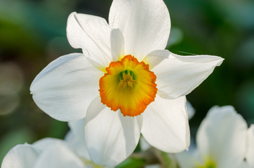 Narcissus flower close up. Narcissus daffodil flowers