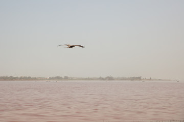 Fototapeta na wymiar Vogel fliegt über den roten Salzsee Lac Rose