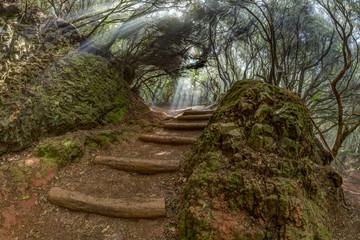 A young traveler in the relic forest. Anaga mountain range on the island of Tenerife. Giant laurels...