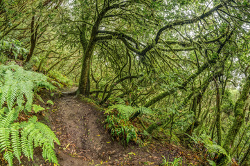 Relict forest on the slopes of the oldest mountain range of the island of Tenerife. Giant Laurels and Tree Heather along narrow winding paths. Paradise for hiking. Fish eye. Canary Islands. Spain
