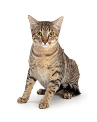 Young Brown Tabby Cat Sitting Looking Forward