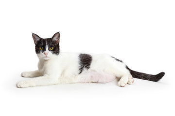 Young DSH Cat Lying Side Looking Forward