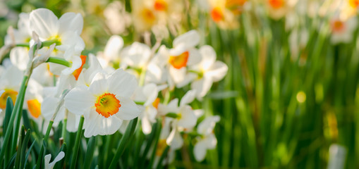 Narcissus flower on greenhouse closeup with space for text