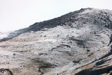 Capricorns on the mountainside in fog and snowfall.