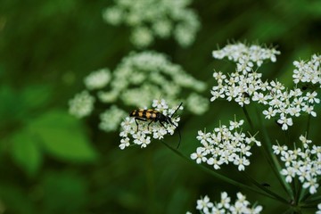 Bunch of Common Yarrow blossoms Achillea millefolium with orange and black bug